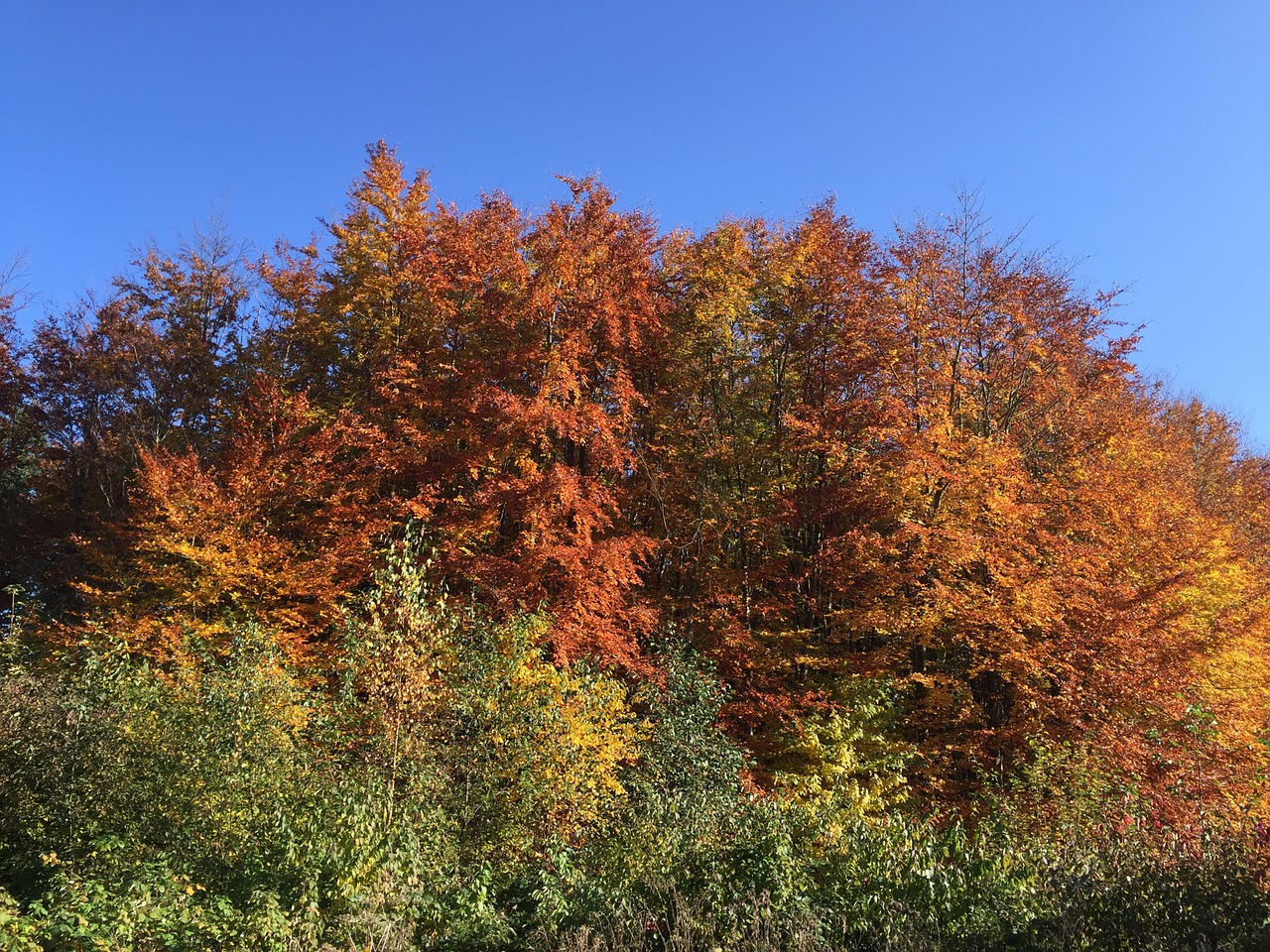 autumn colorful leaves golden autumn free photo