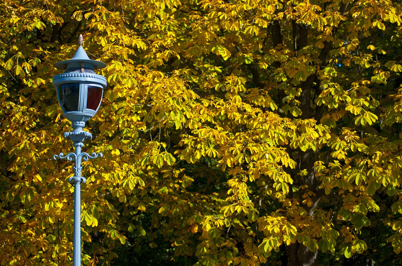 autumn foliage autumn gold free photo
