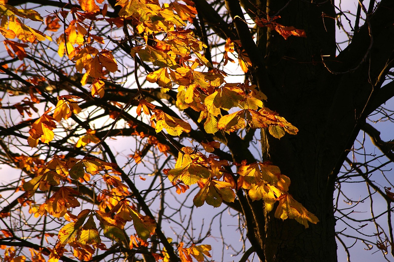 autumn autumn mood leaves free photo