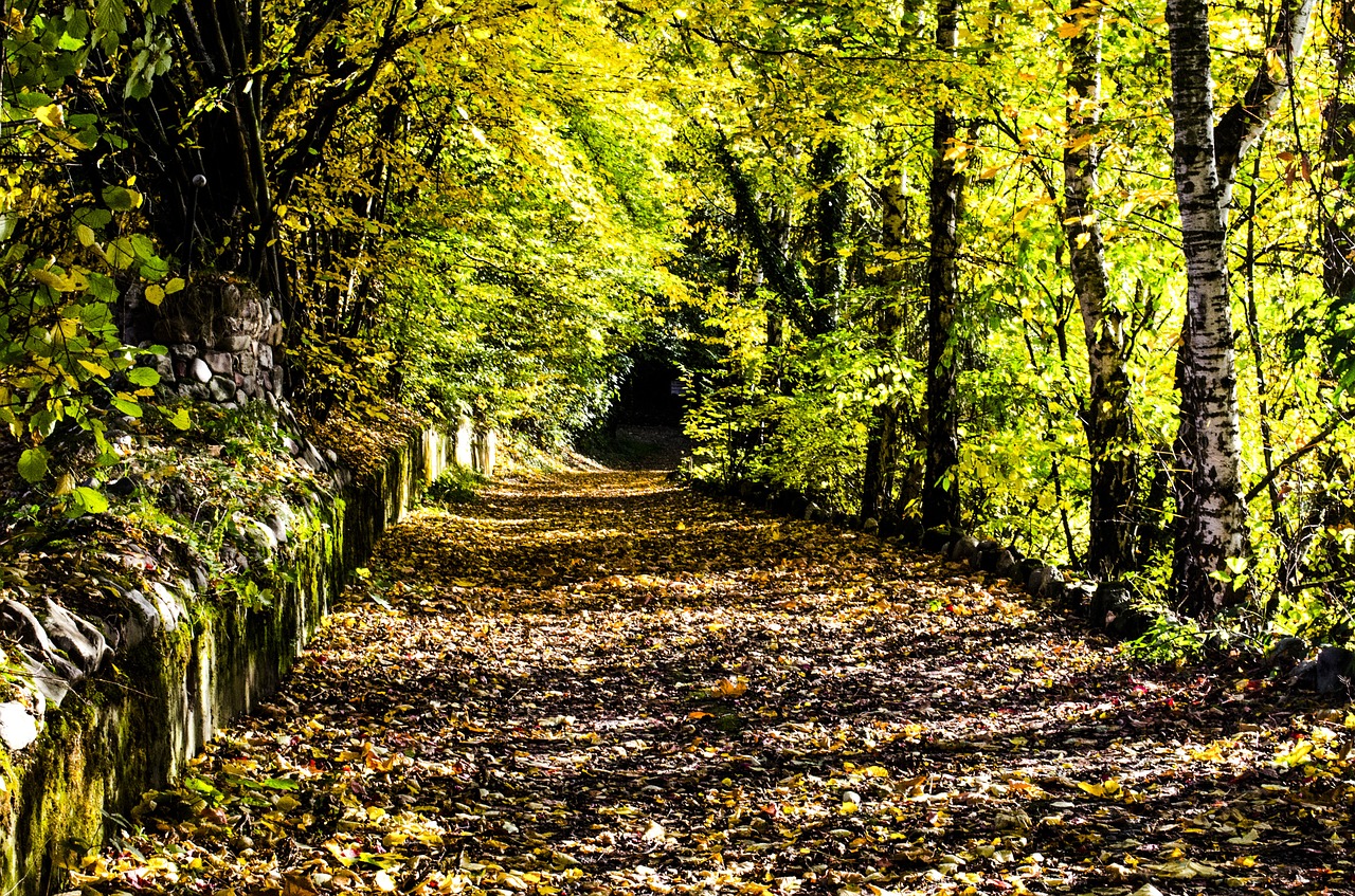 autumn forest leaves free photo