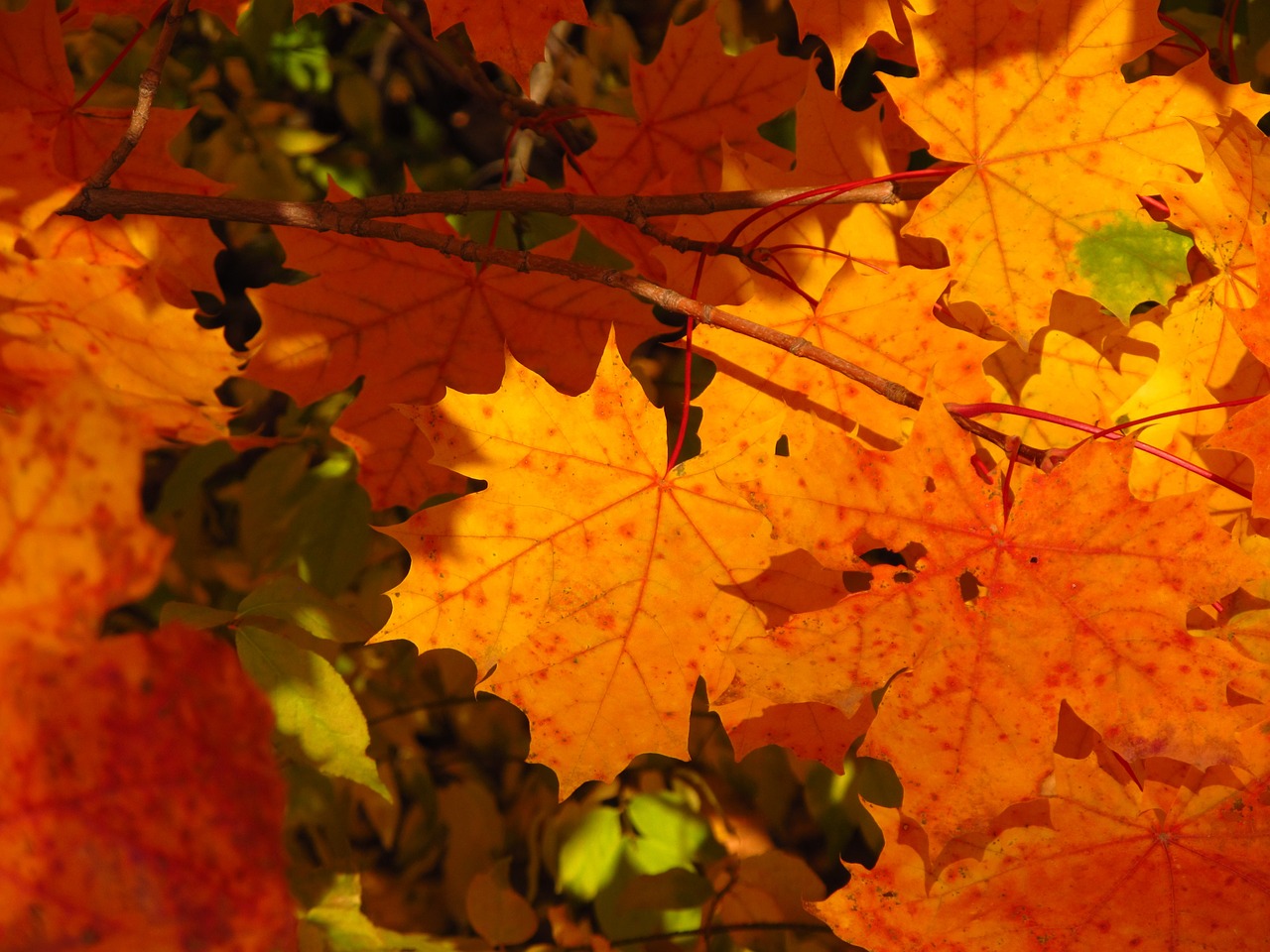 autumn leaves maple free photo