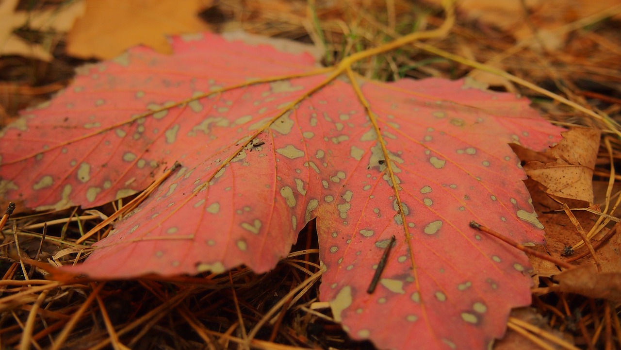 autumn sheet maple leaf free photo