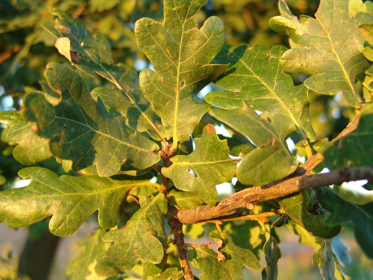 autumn forest oak free photo