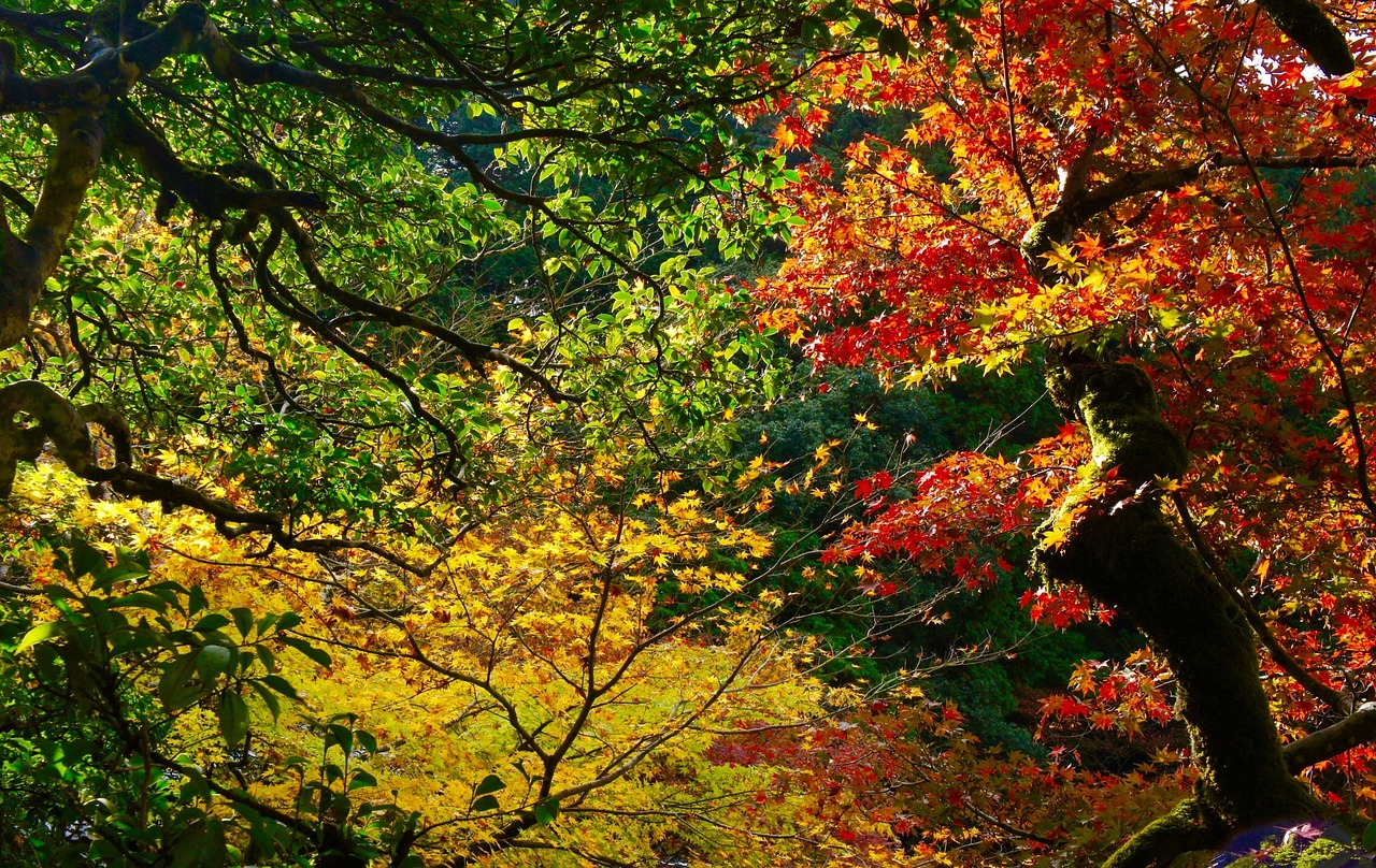 autumn autumnal leaves mountain free photo