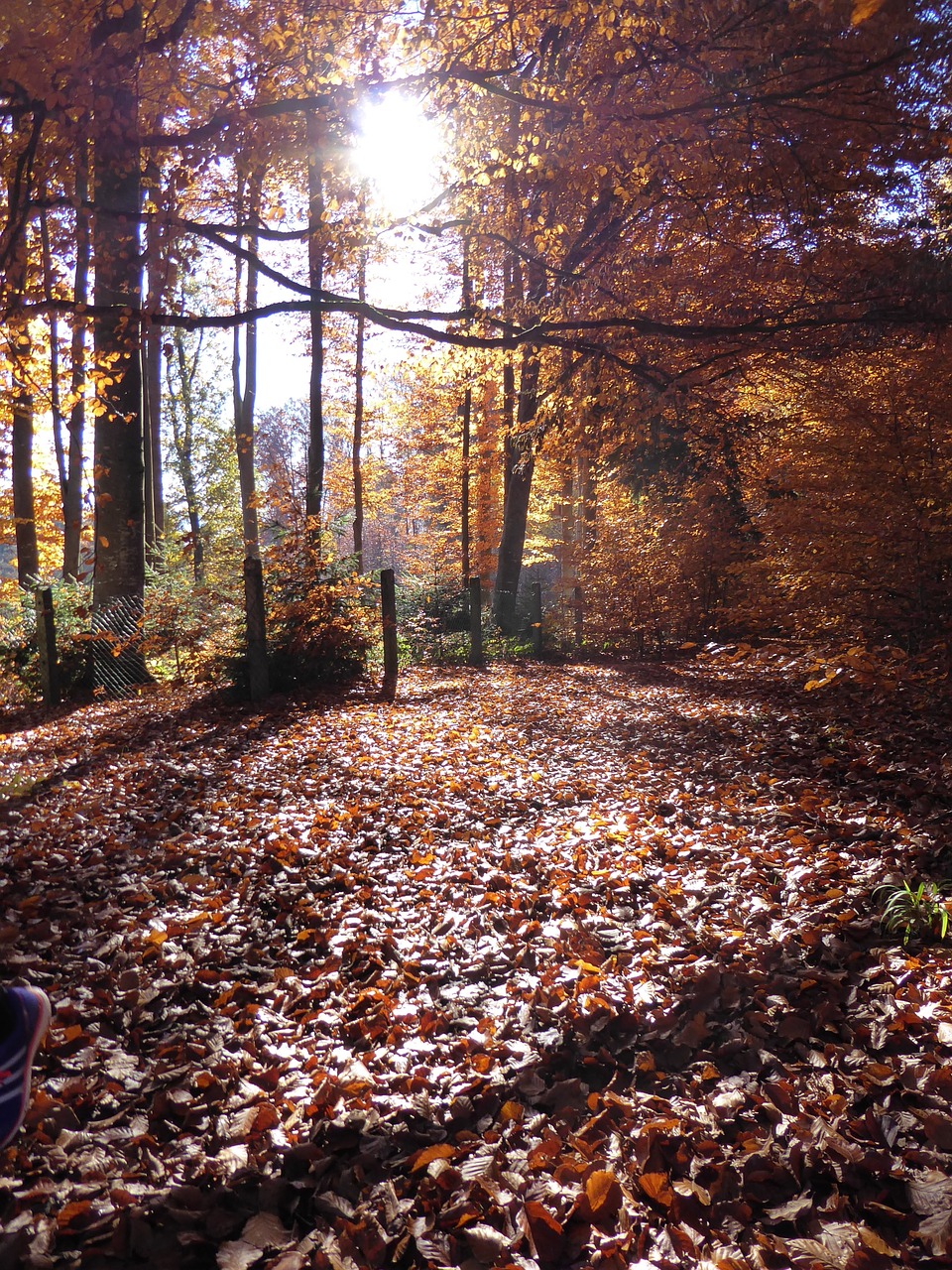 autumn leaves sun free photo