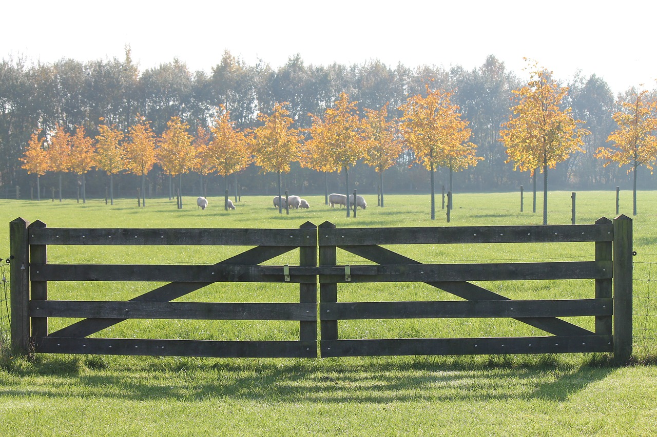 autumn sheep fence free photo