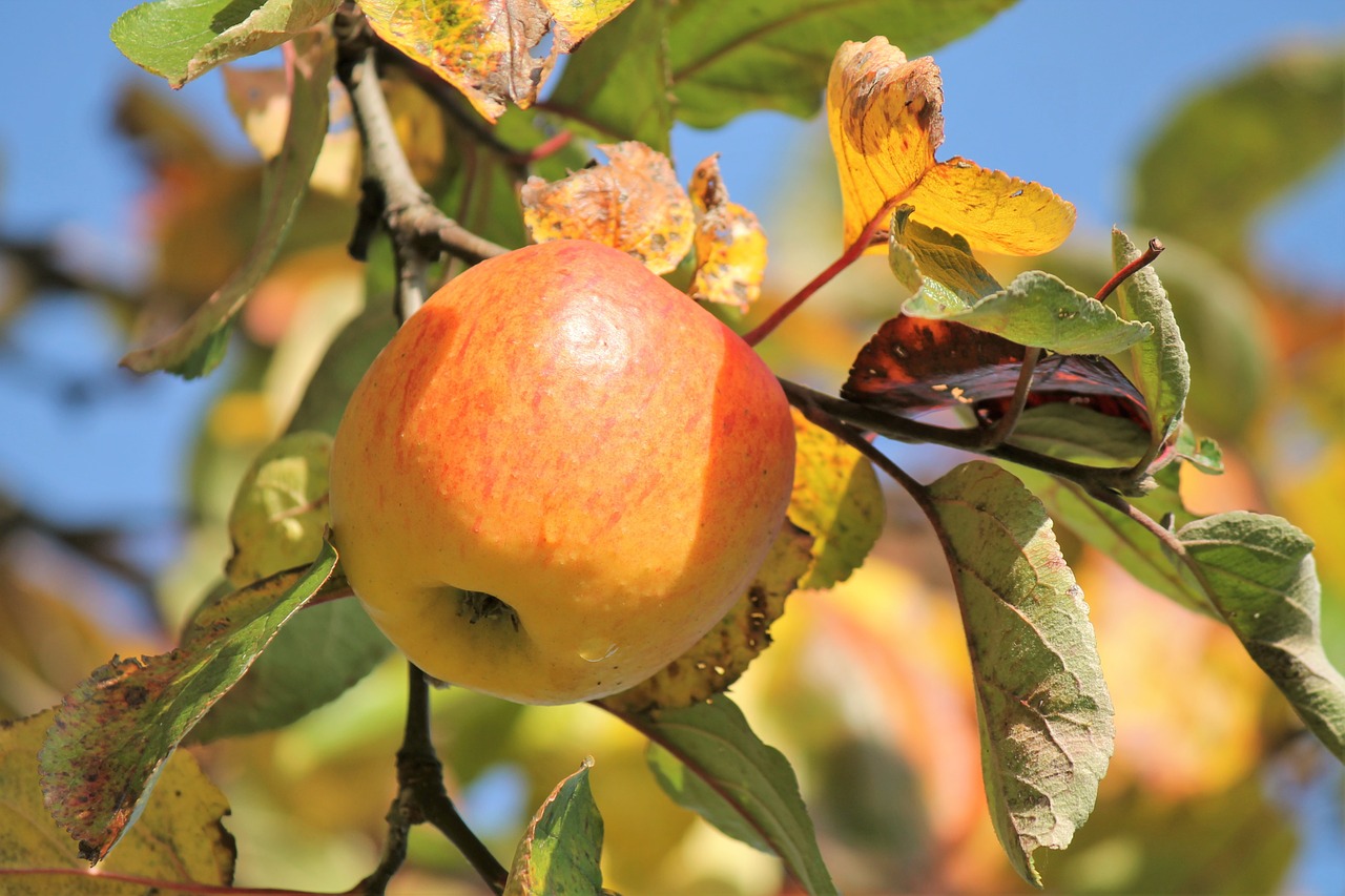 autumn apple tree free photo