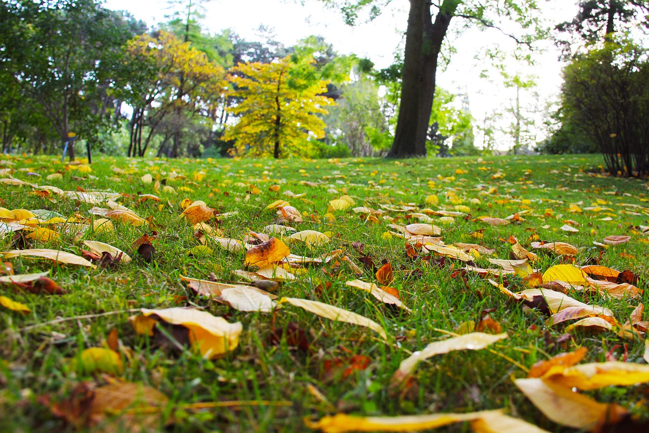 autumn autumn leaves beautiful free photo