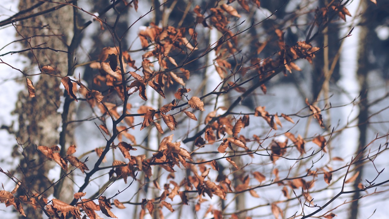 autumn leaves fall free photo