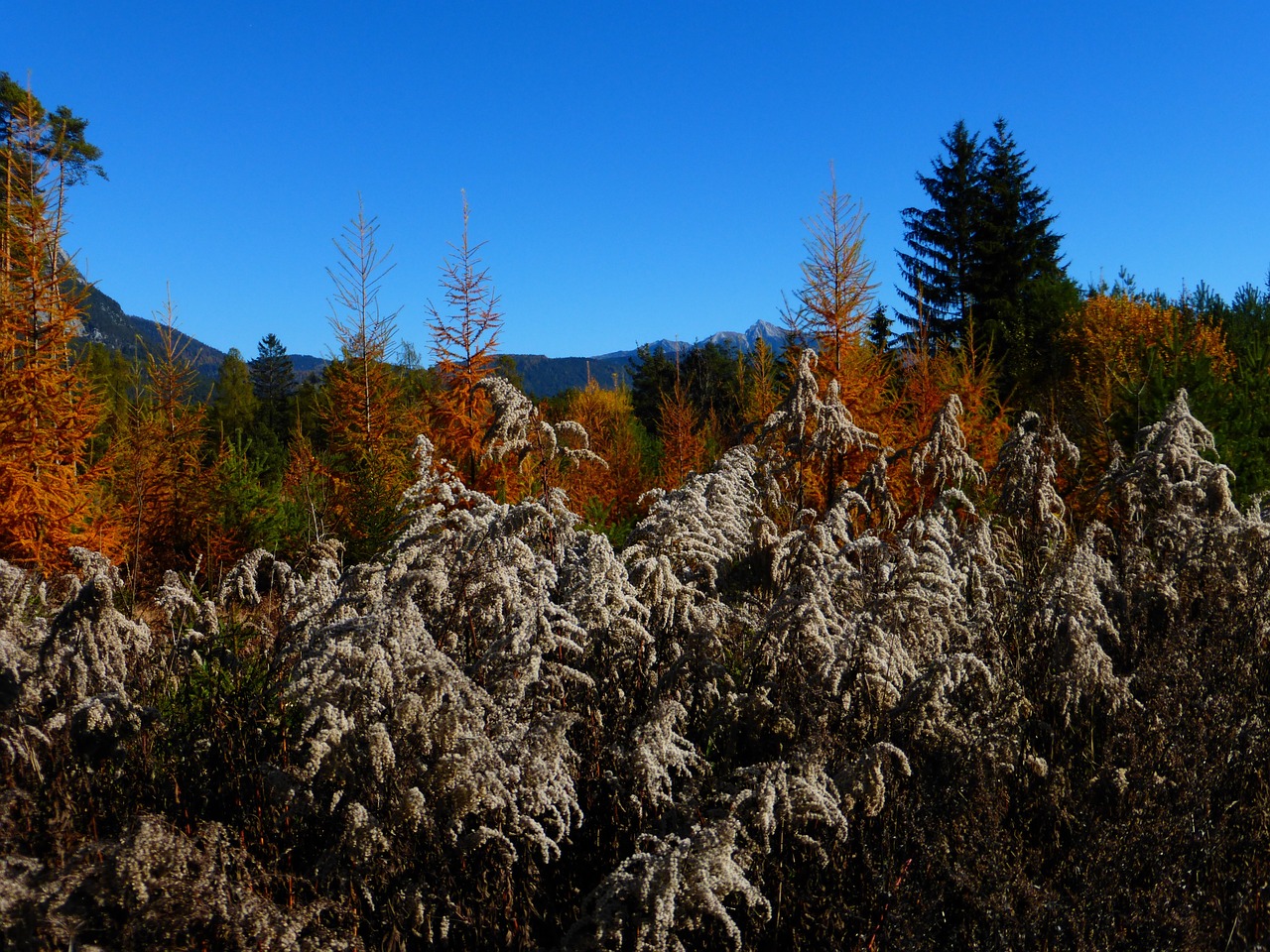 autumn leaves forest free photo