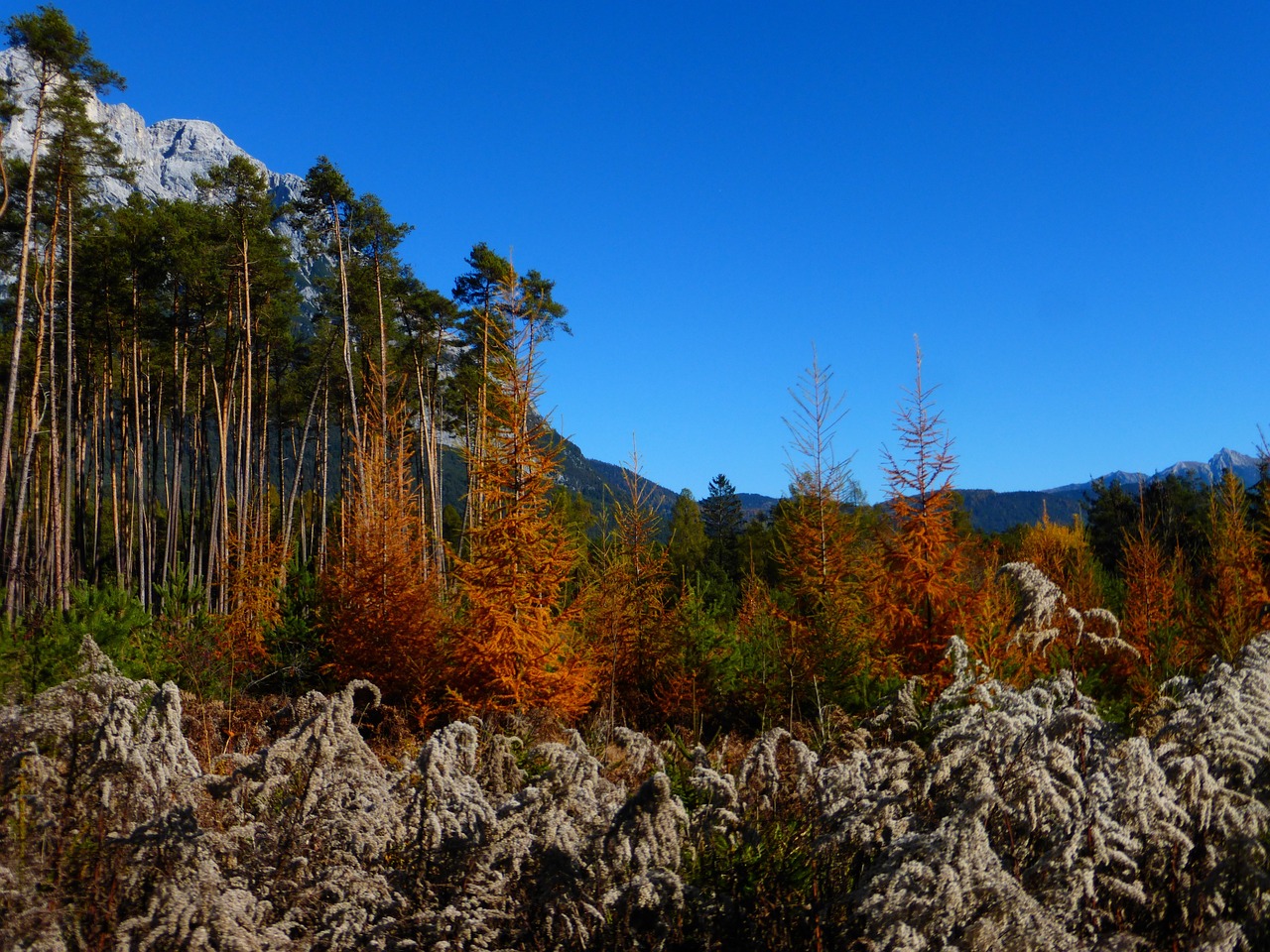 autumn forest colorful free photo