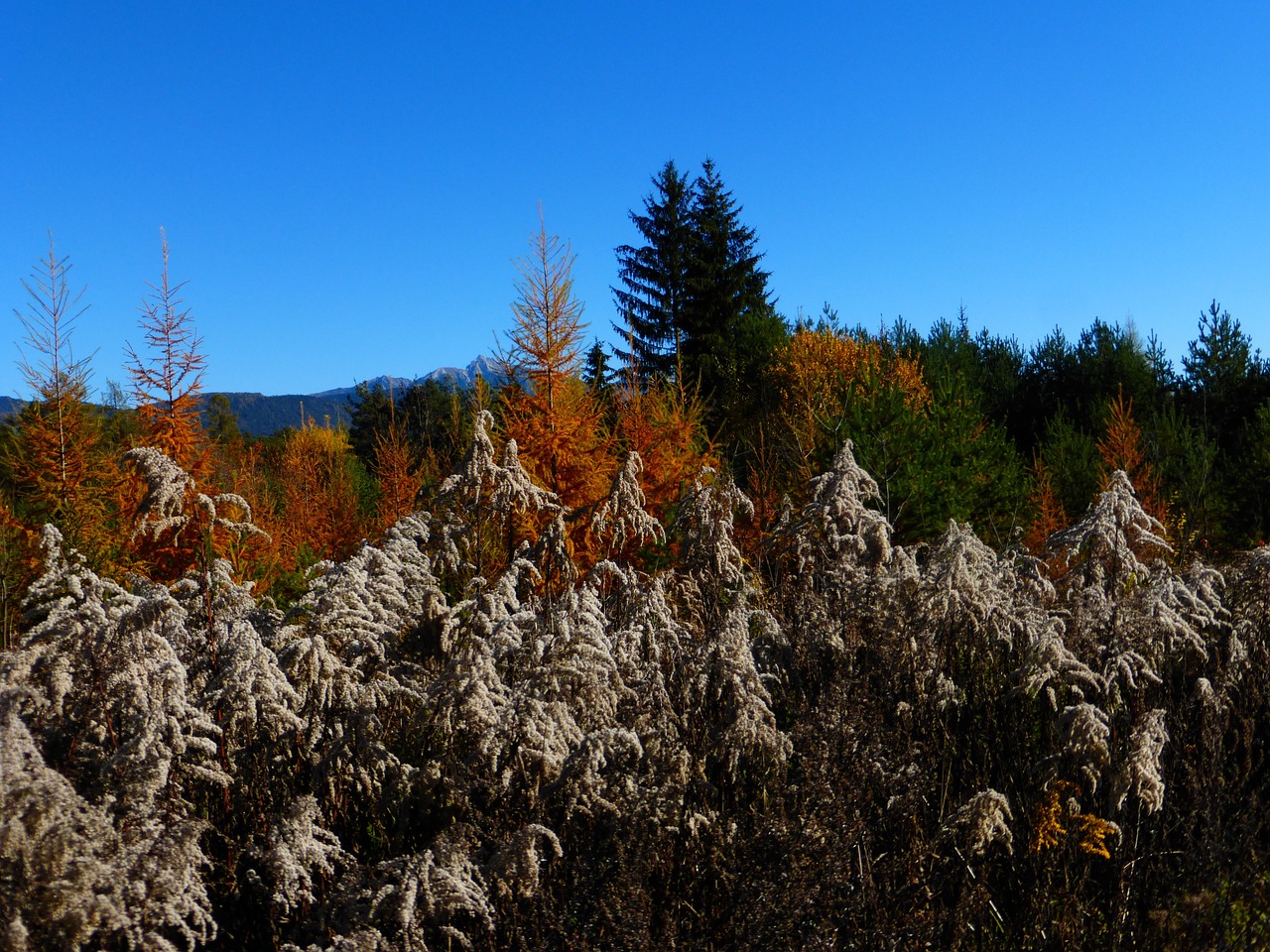 autumn leaves forest free photo