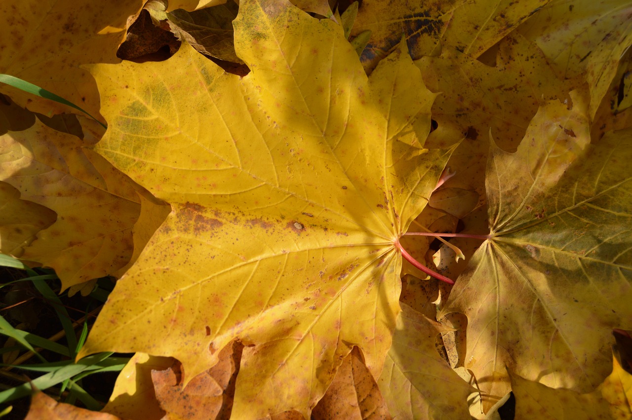 autumn leaf clone free photo