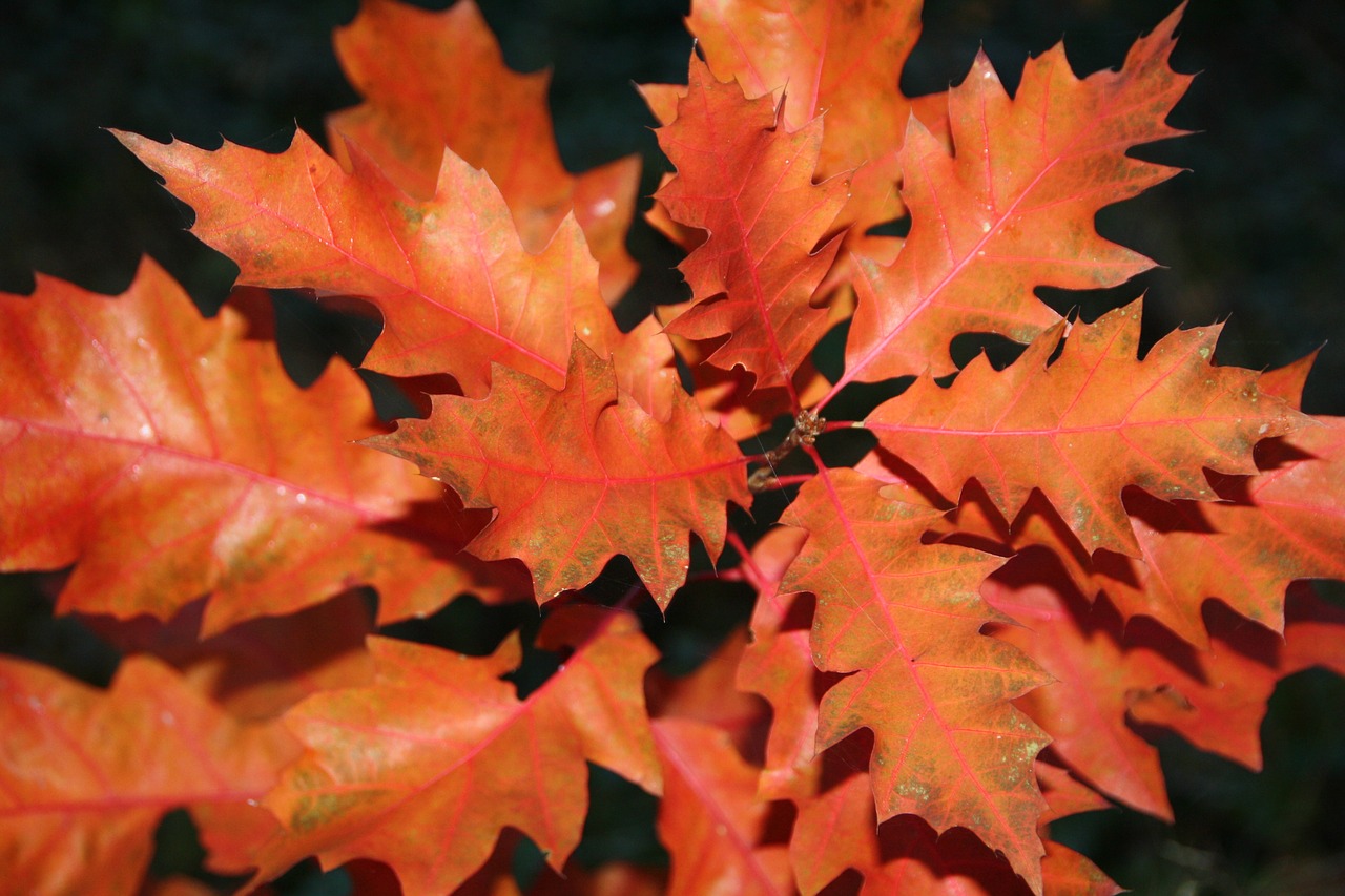 autumn oak leaves free photo