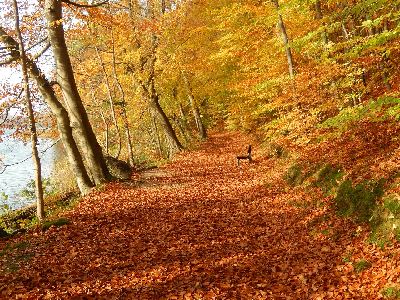 autumn leaves mecklenburg free photo