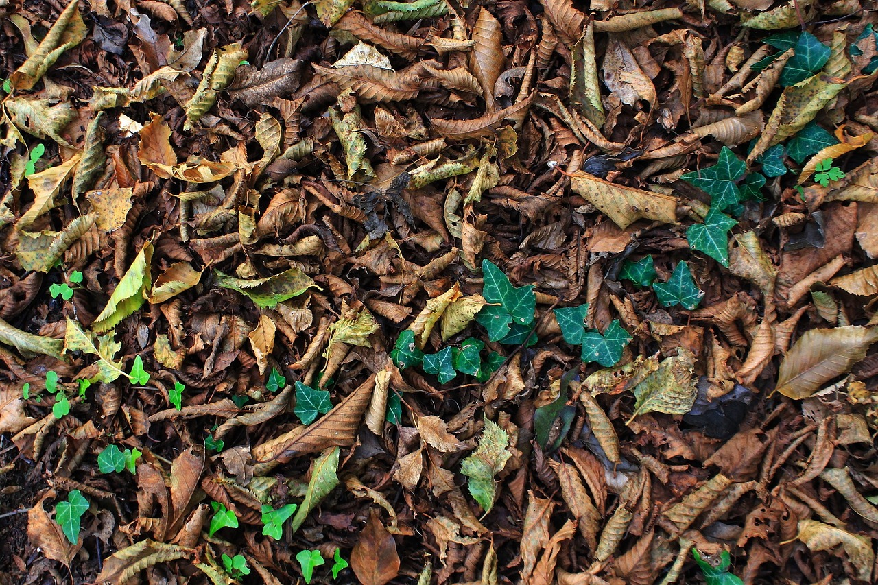 autumn carpet leaves free photo