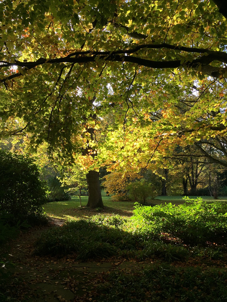 autumn trees leaves free photo