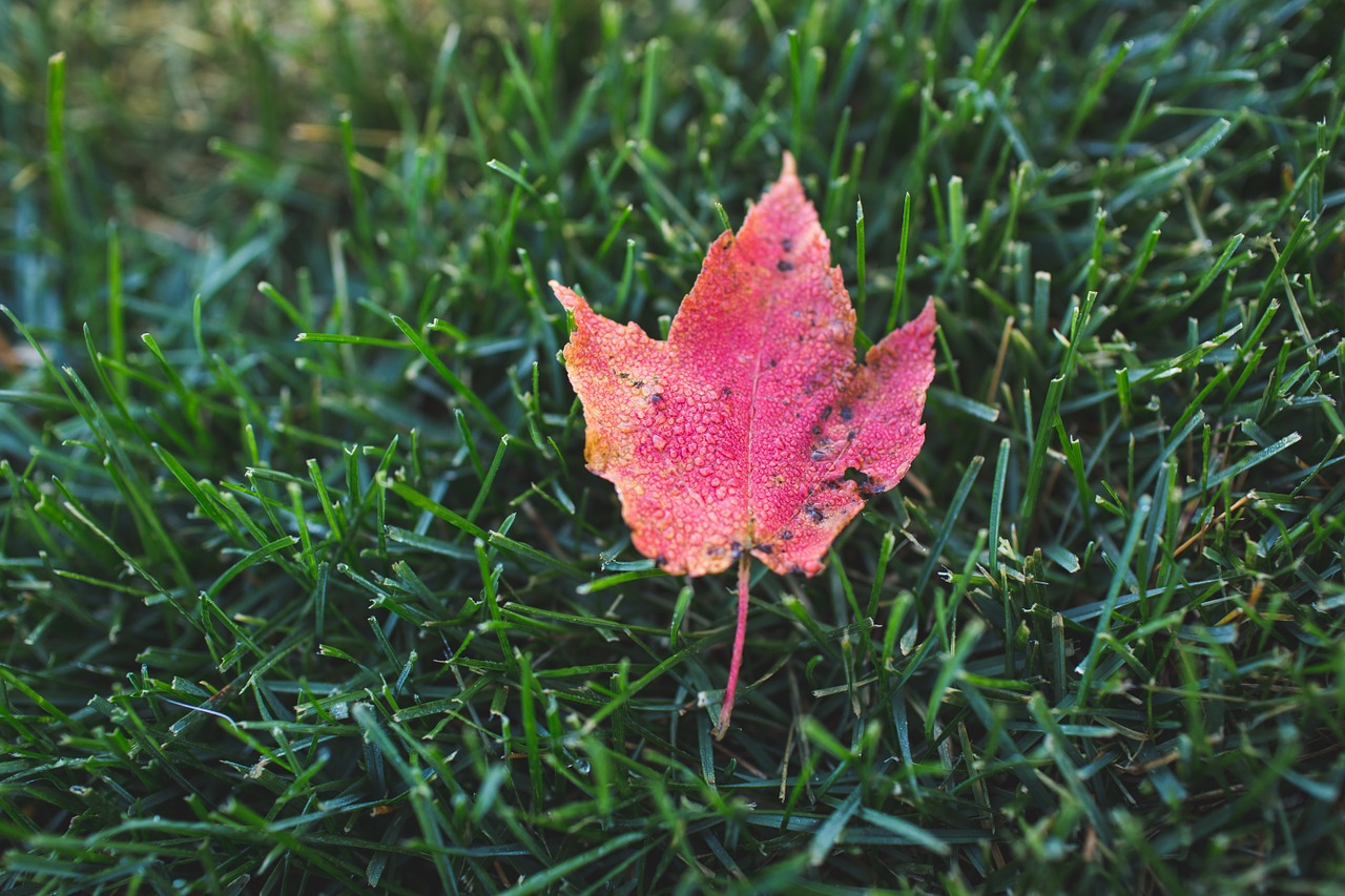 autumn leaf grass free photo