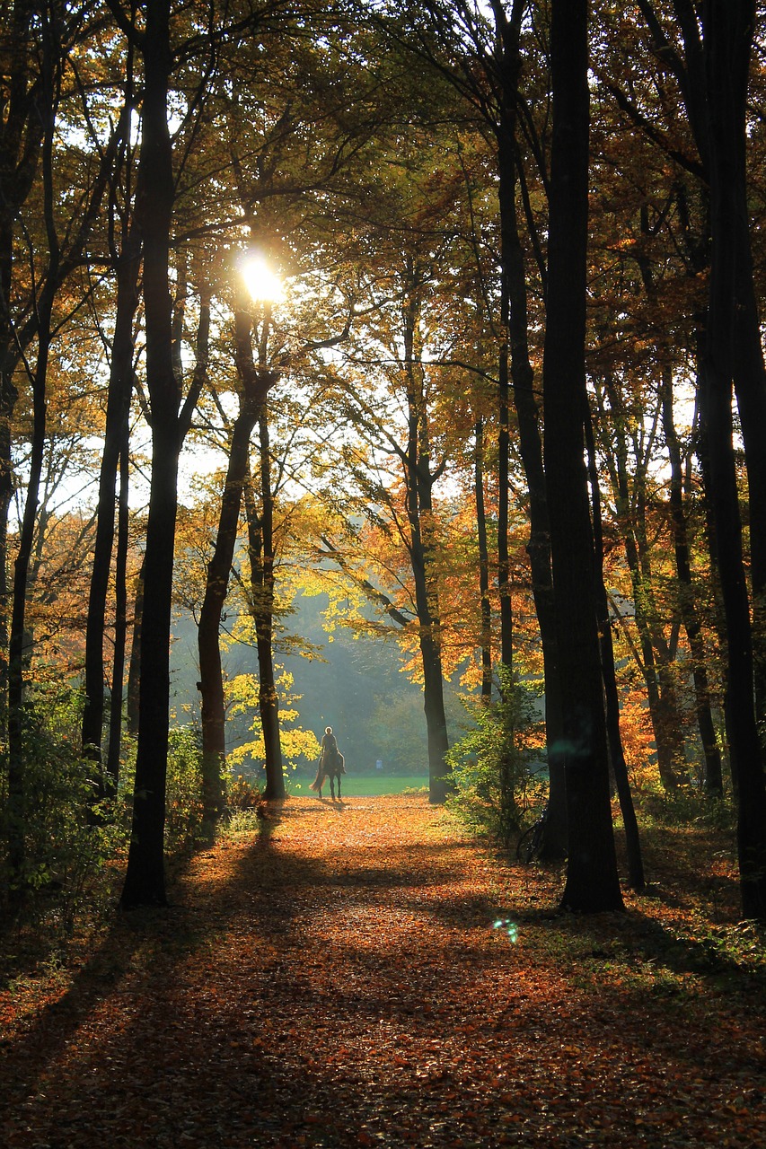 autumn forest autumn forest free photo