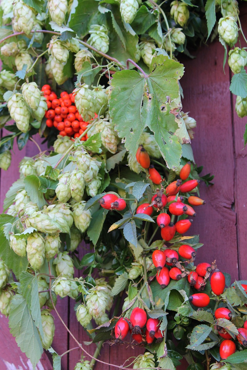 autumn october hops free photo