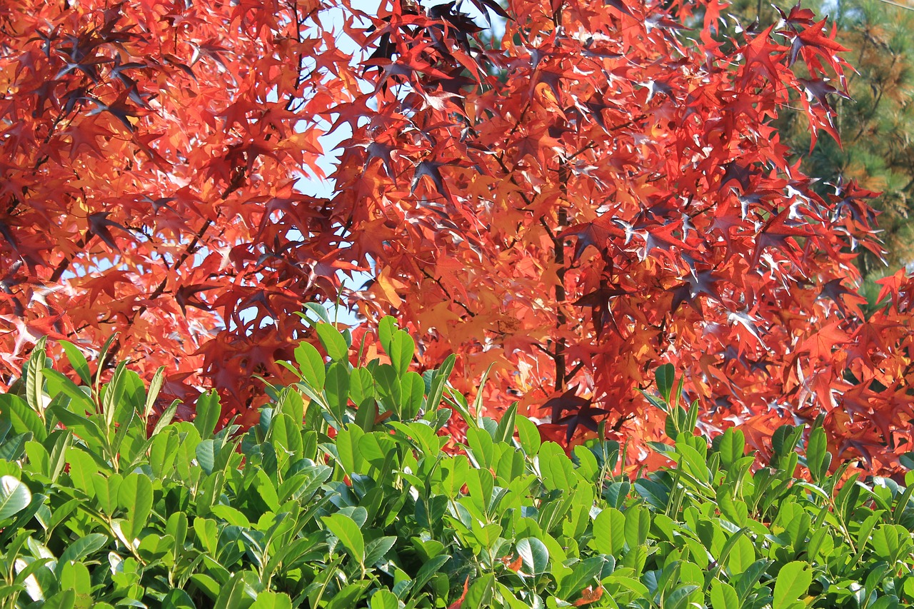 autumn maple red free photo