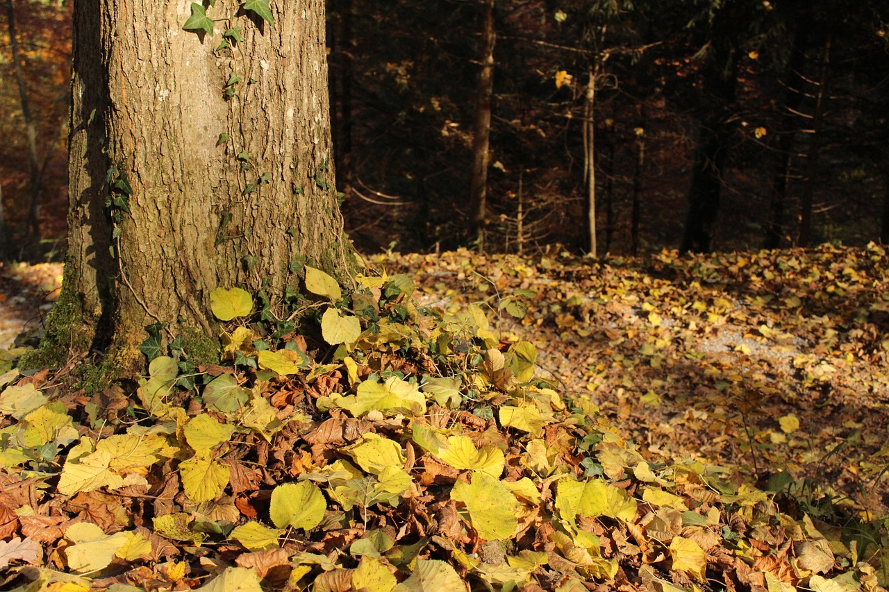 autumn switzerland forest free photo