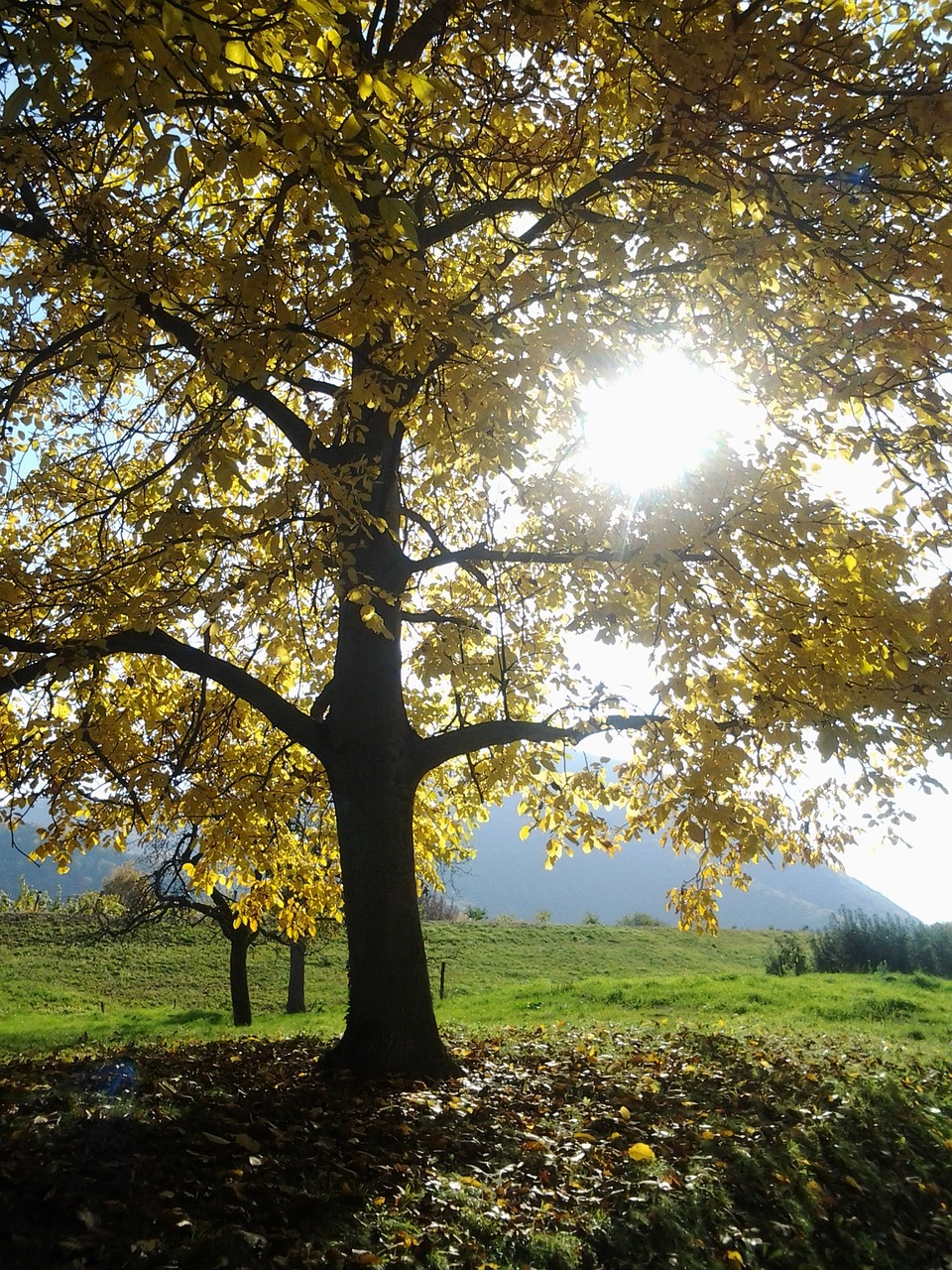 autumn tree fall color free photo