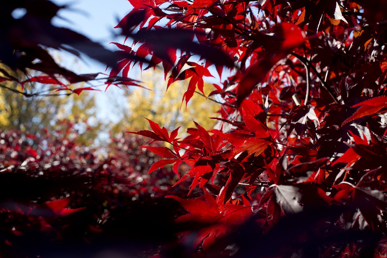 autumn leaves red free photo