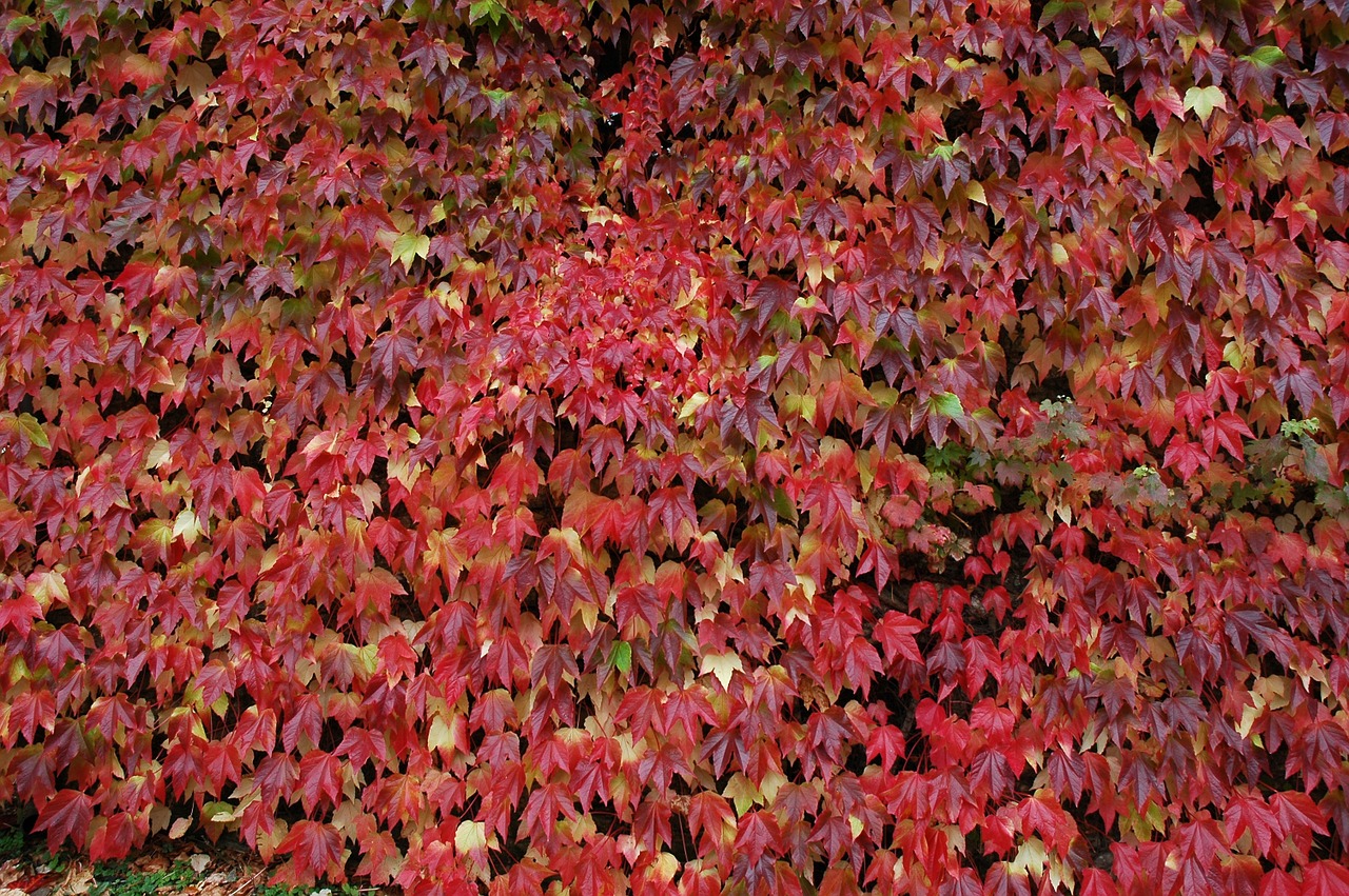 autumn fall foliage october free photo