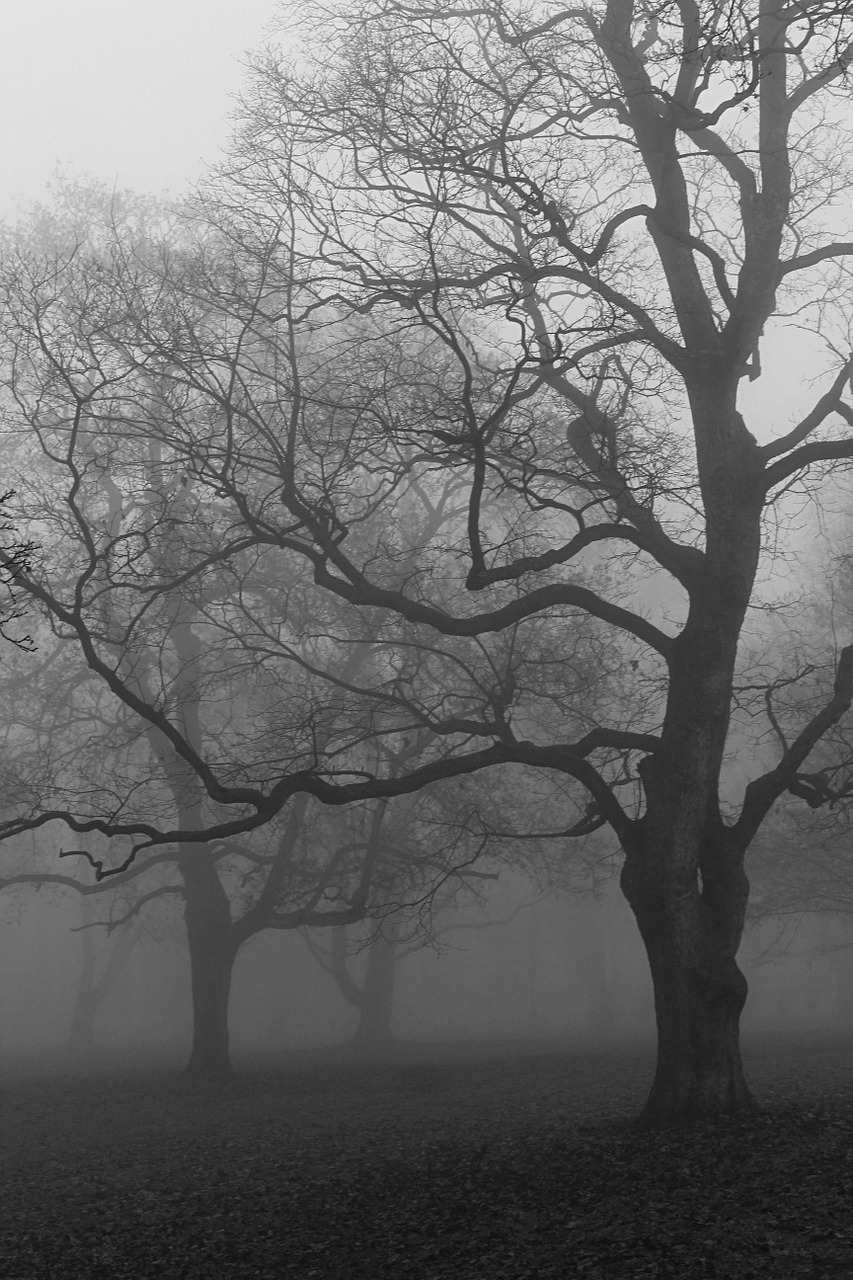 autumn fog trees free photo