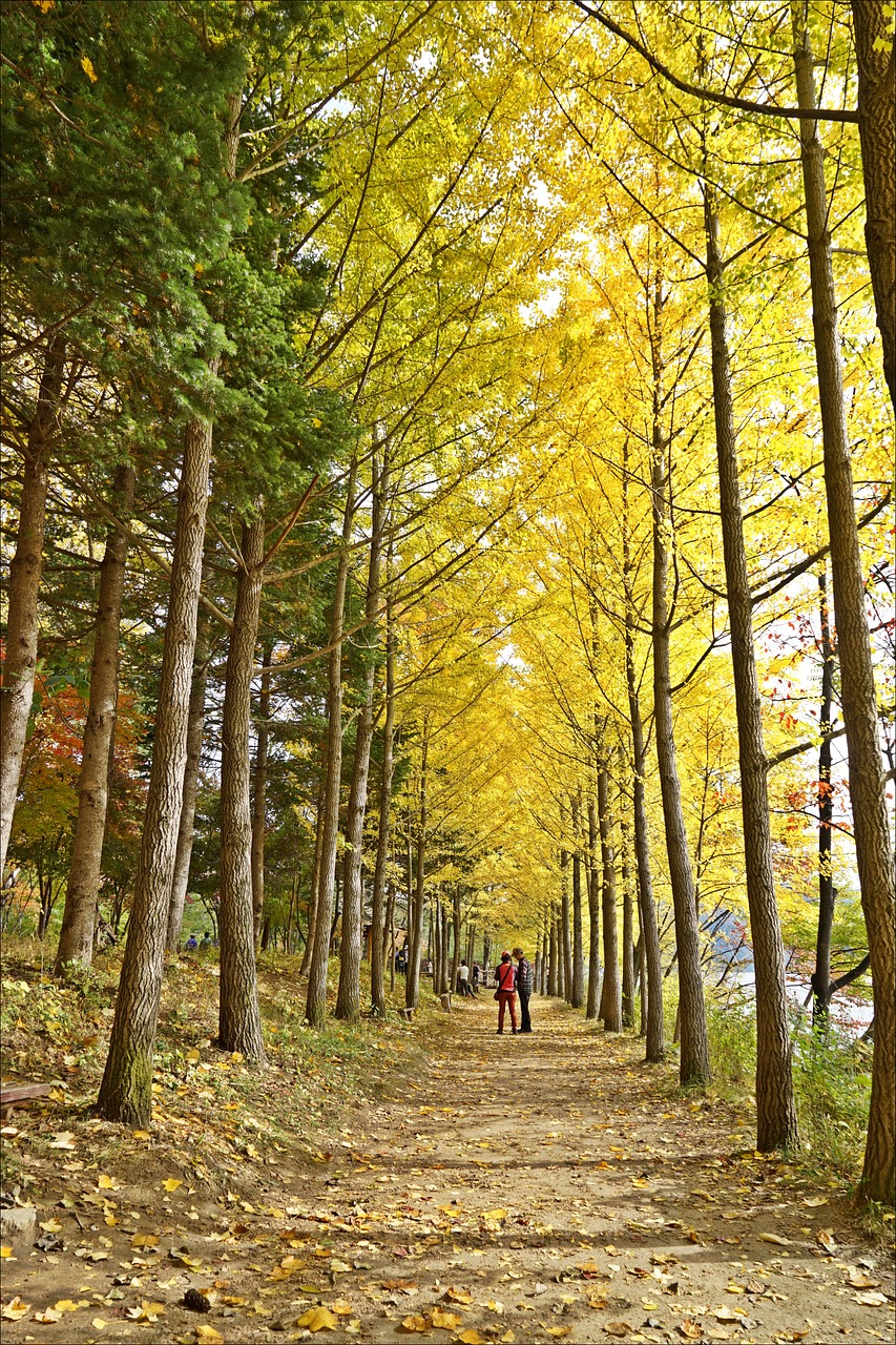 autumn landscape wood free photo