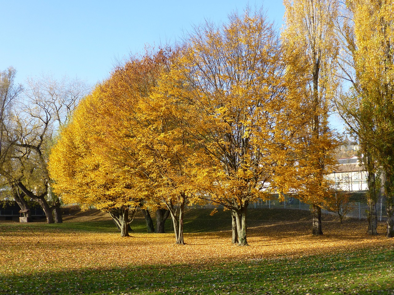autumn überlingen east bath yellow free photo