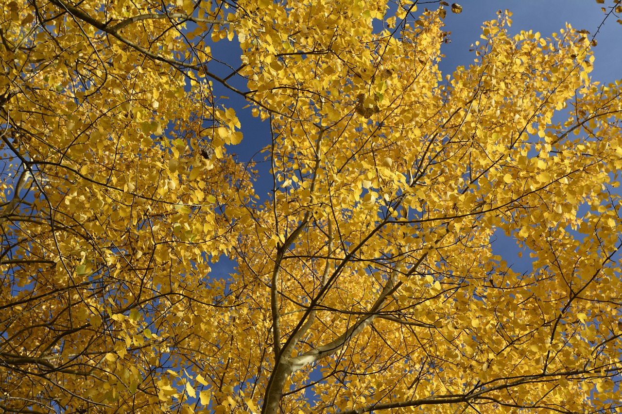 autumn color golden autumn free photo