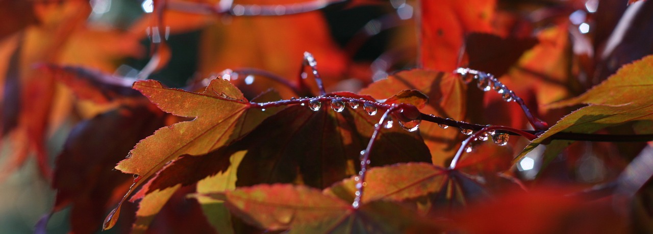 autumn autumn leaves re free photo