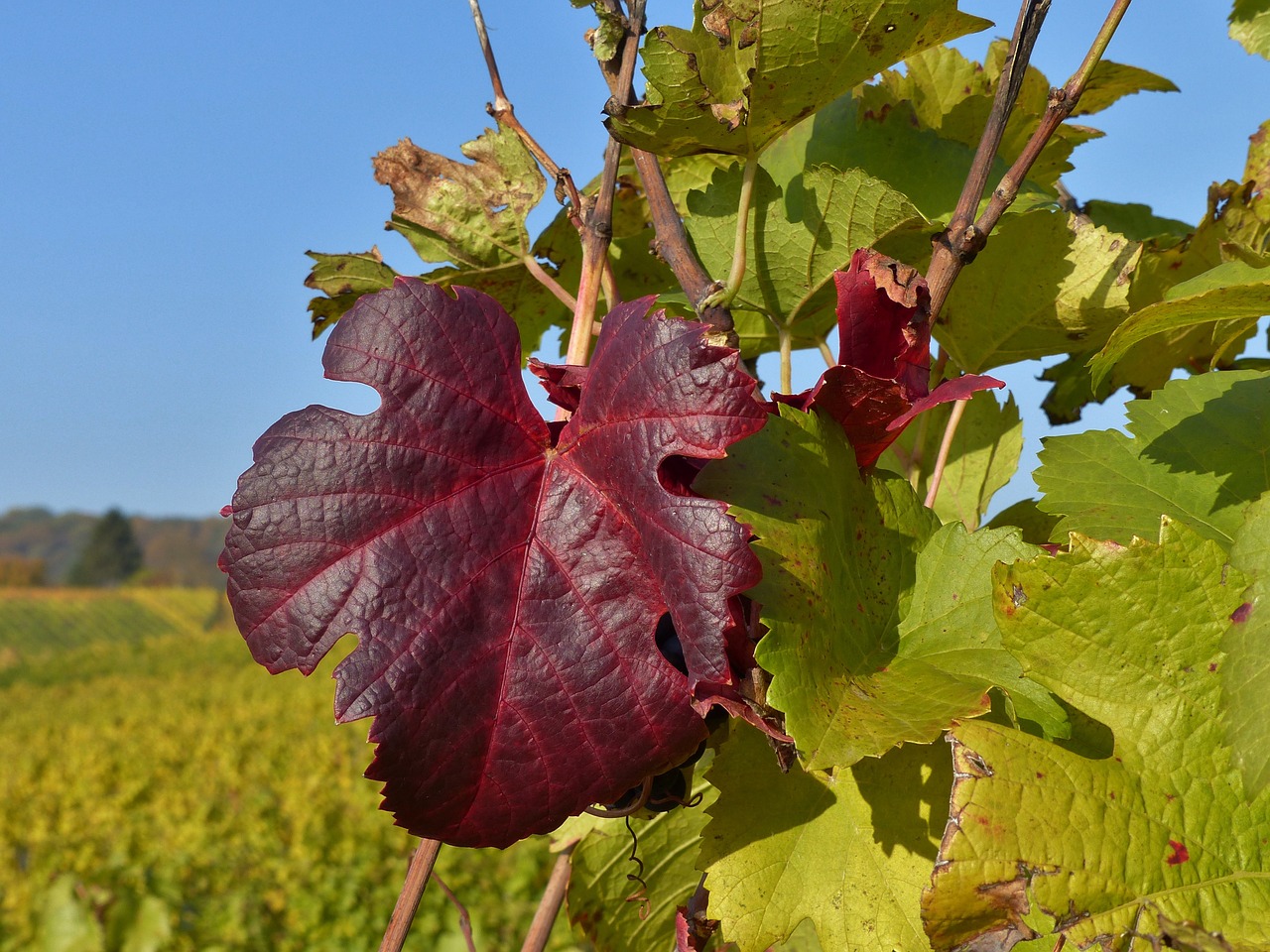 autumn vineyard leaf free photo