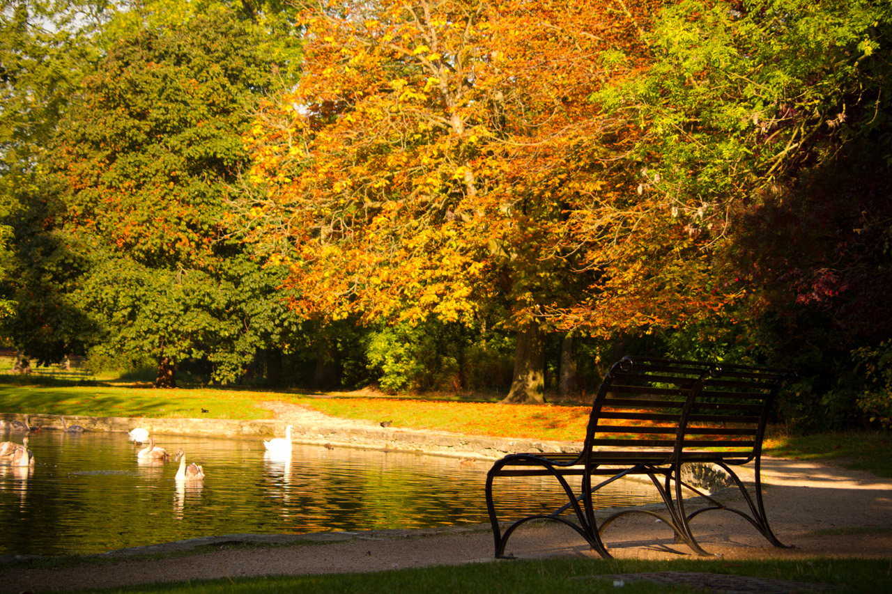 autumn park leaves free photo