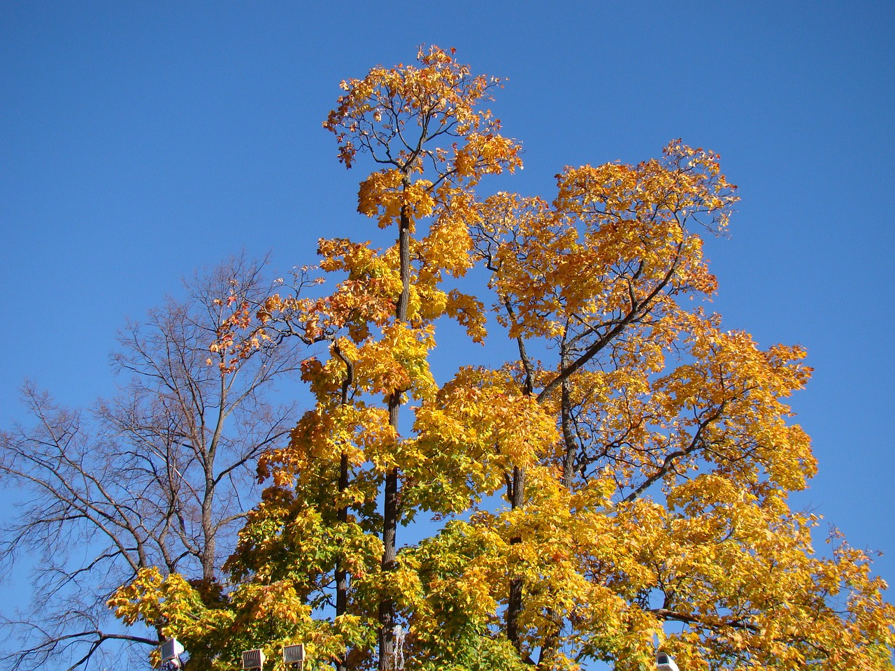 autumn tree sky free photo