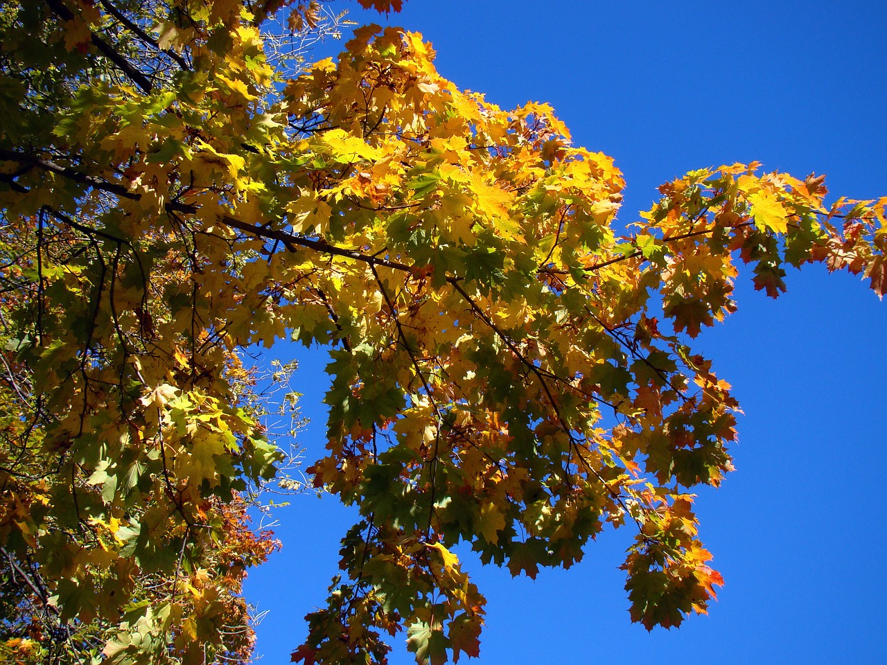 autumn tree sky free photo