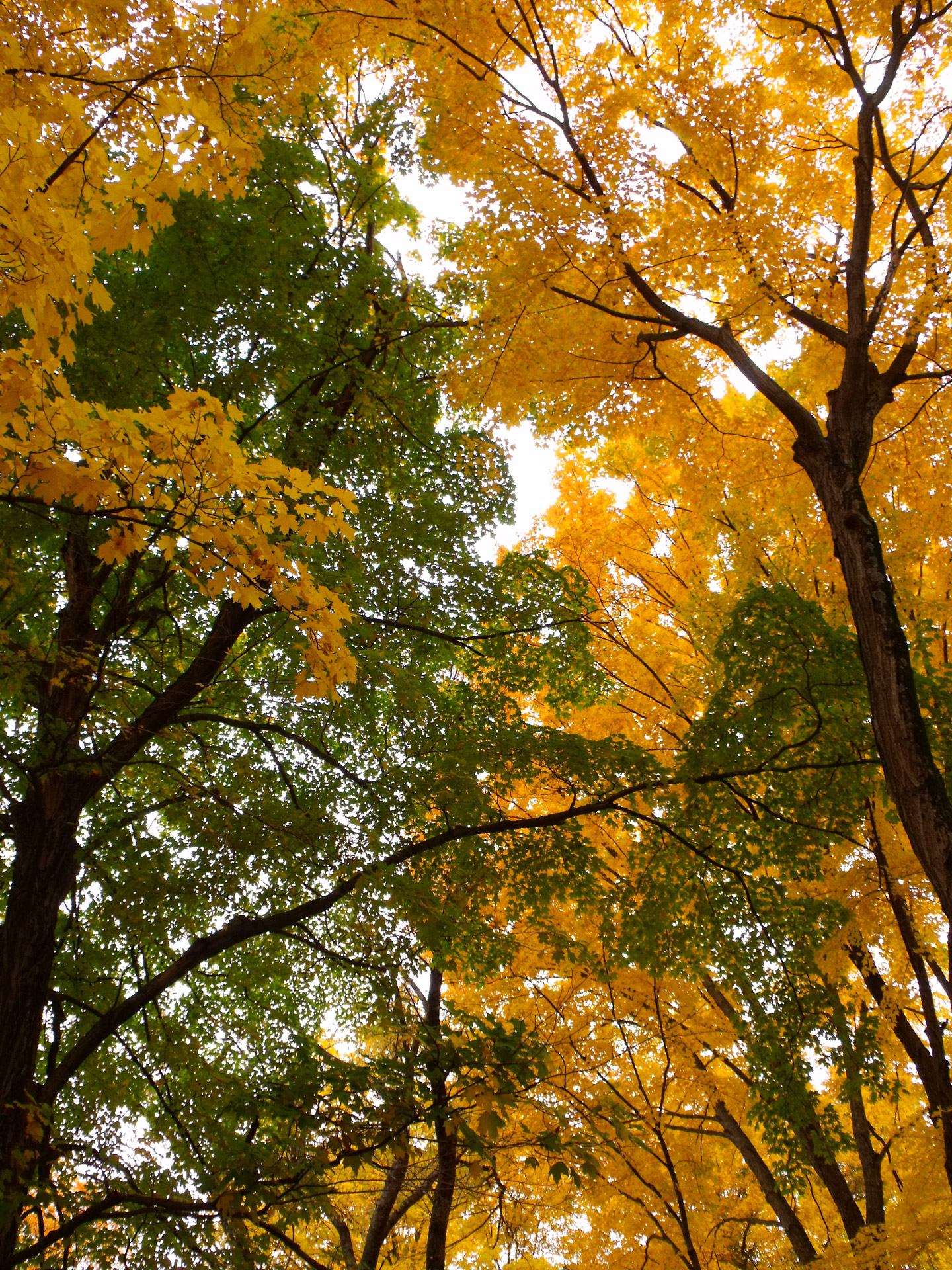 trees autumn leaves free photo