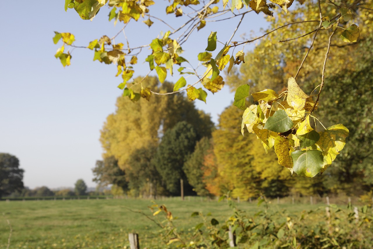 autumn autumn landscape nature free photo