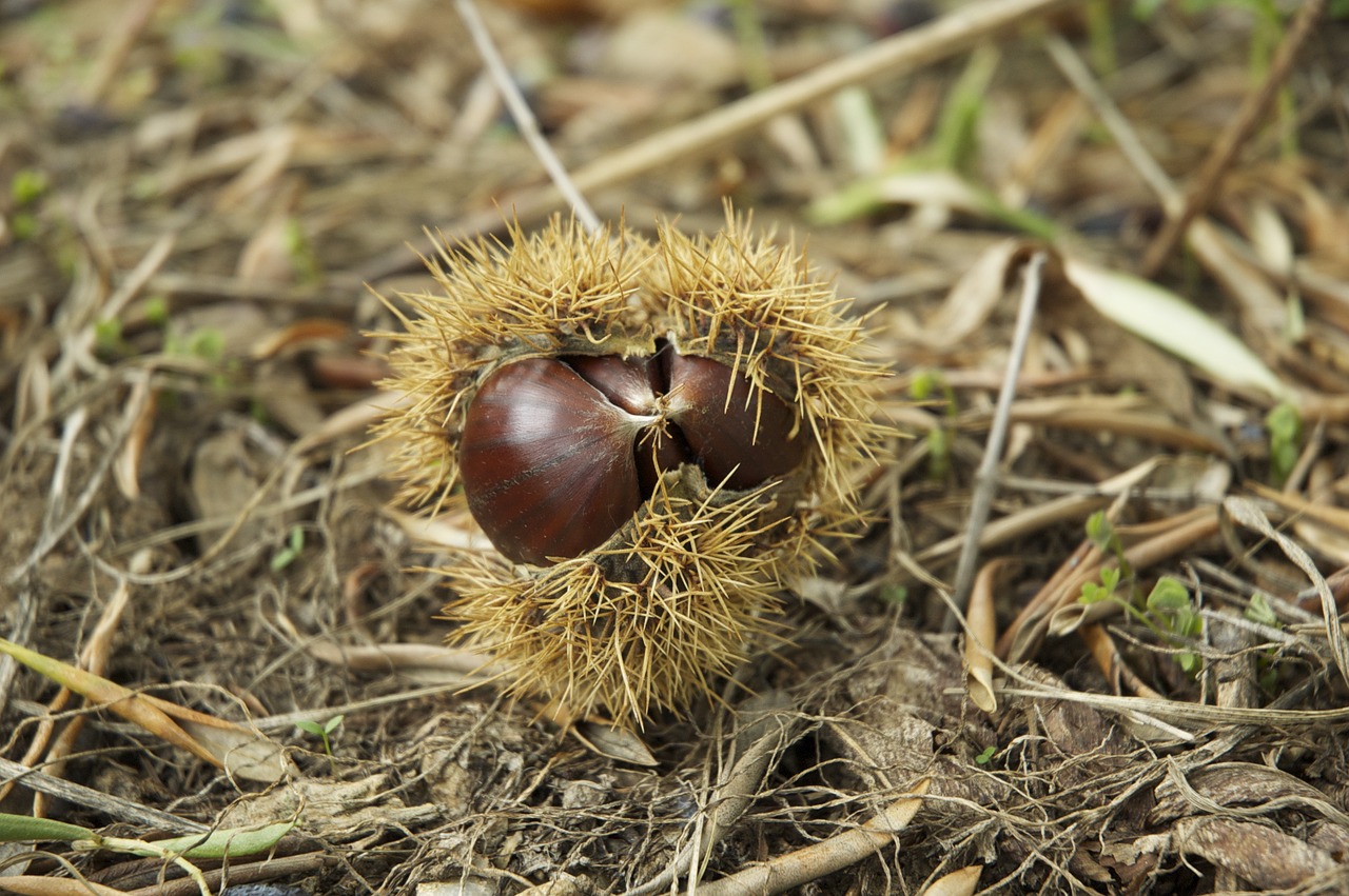 autumn chestnut campaign free photo