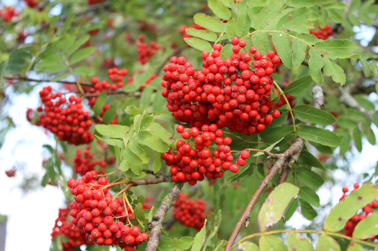 autumn rowan red berries free photo