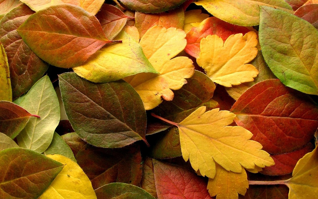 autumn leaves nature free photo