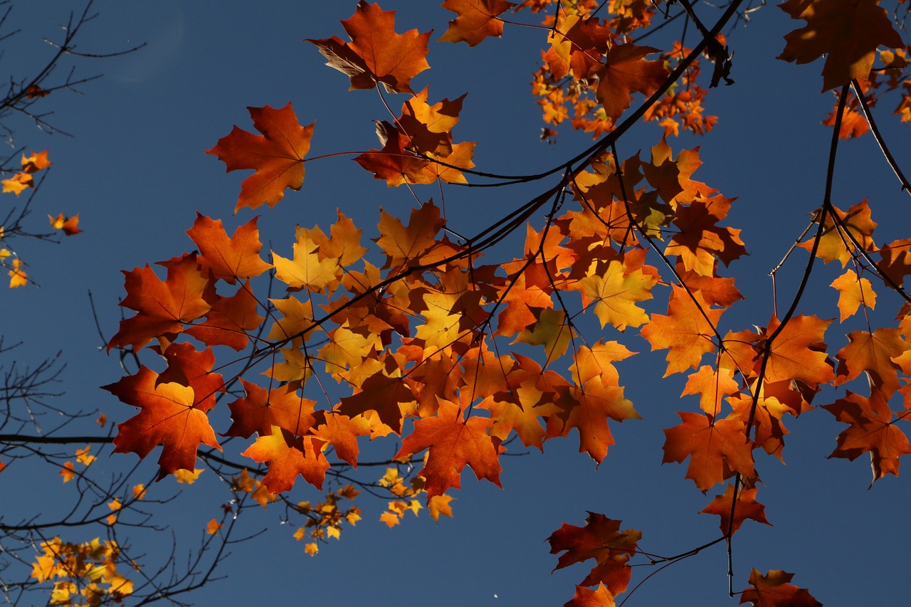 maple autumn leaves free photo