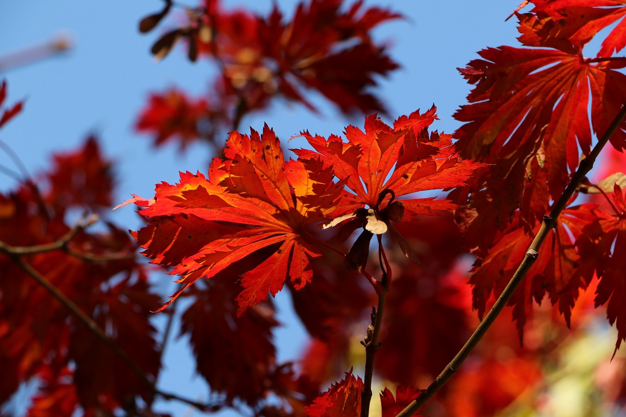 maple autumn leaves free photo