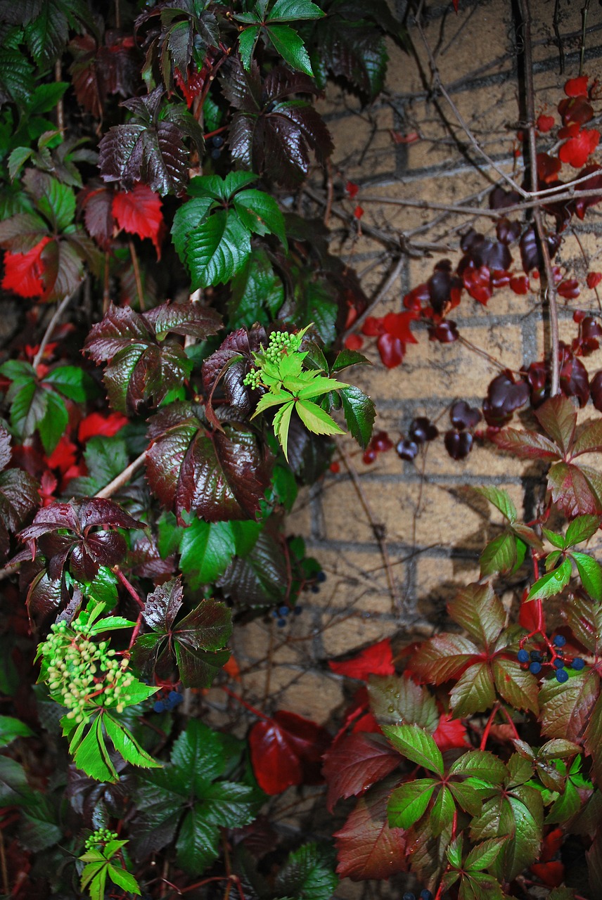 autumn multicoloured leaves free photo