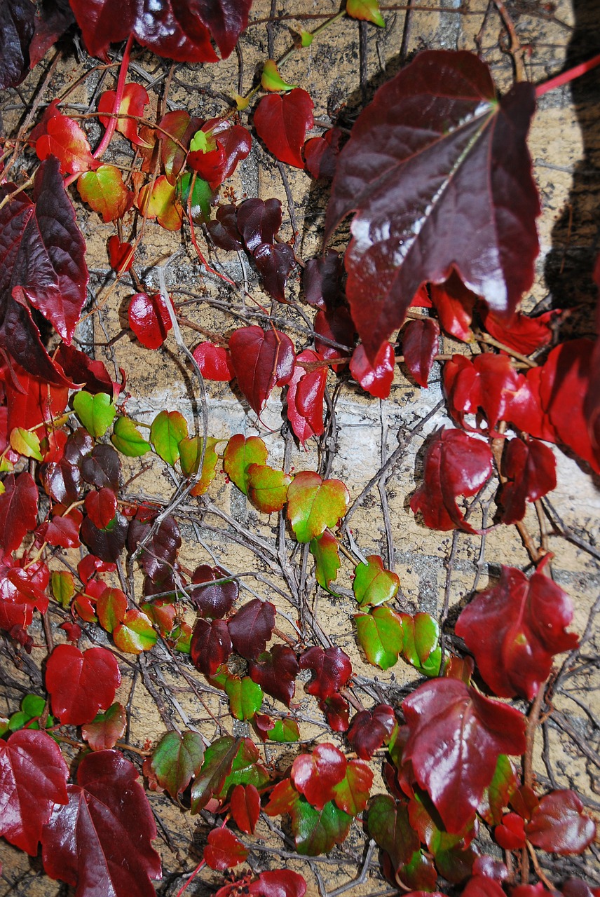 autumn multicoloured leaves free photo