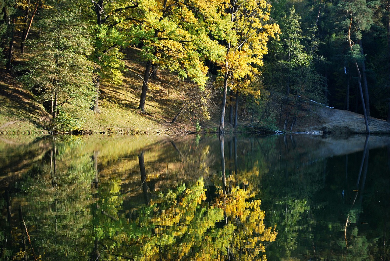 autumn forest nature free photo