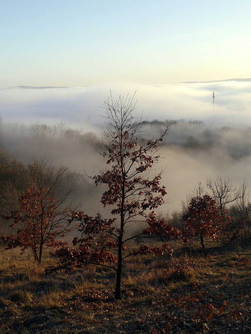 autumn tree the fog free photo