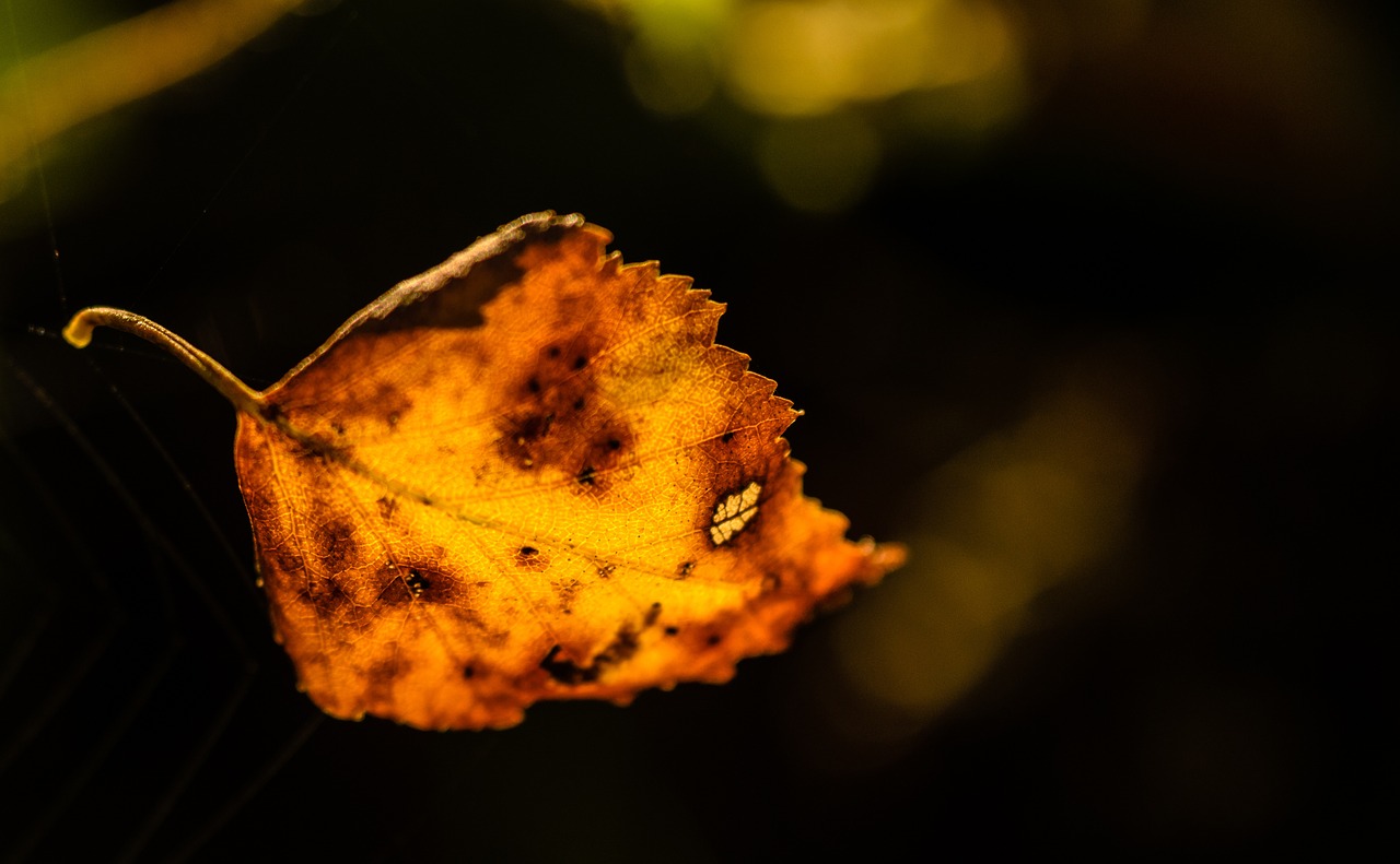 autumn leaf orange free photo